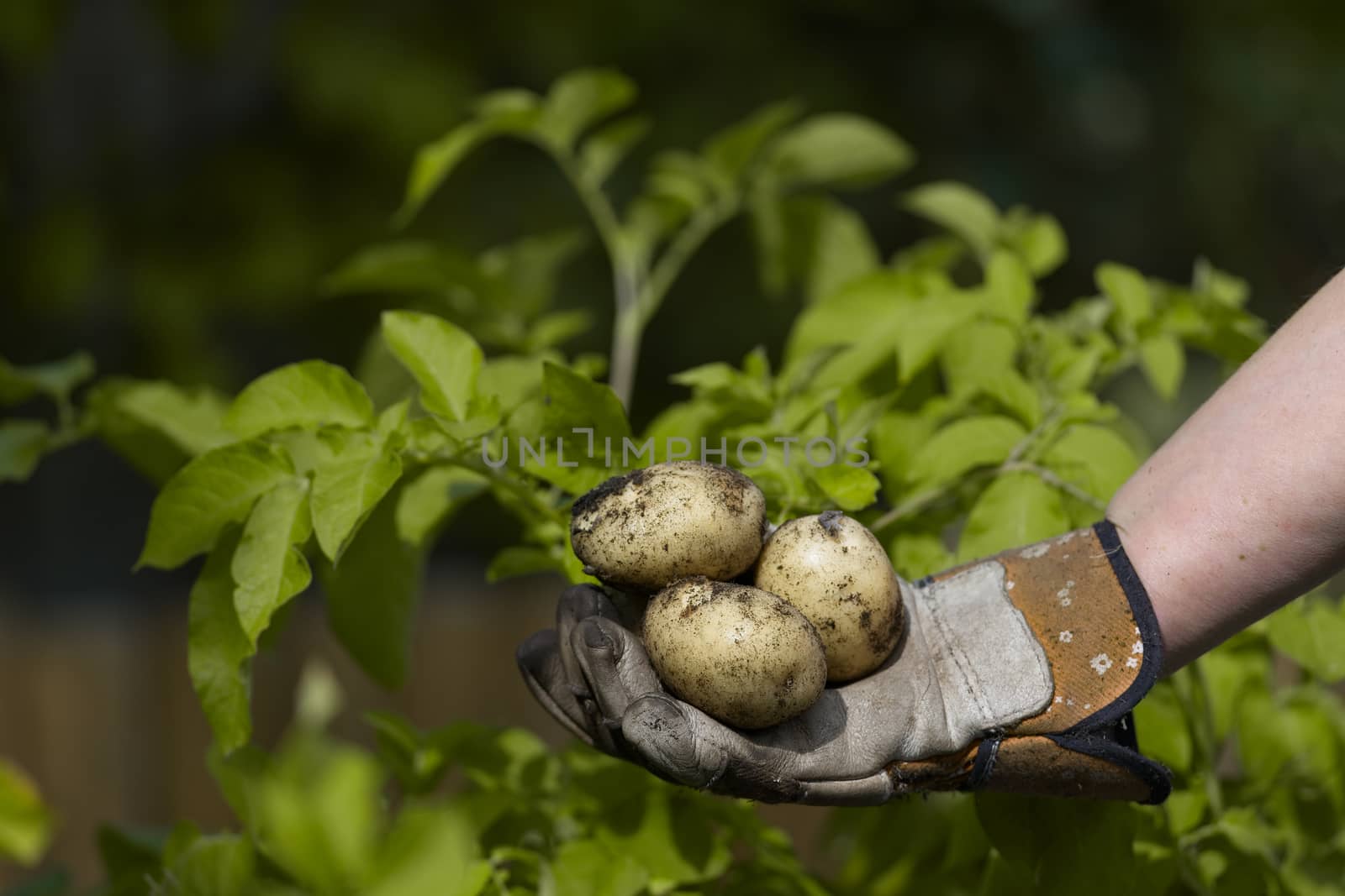 Copy space above a garden gloved hand holding 3 freshly picked white potatoes. Yellow leaves of potato plant as background.