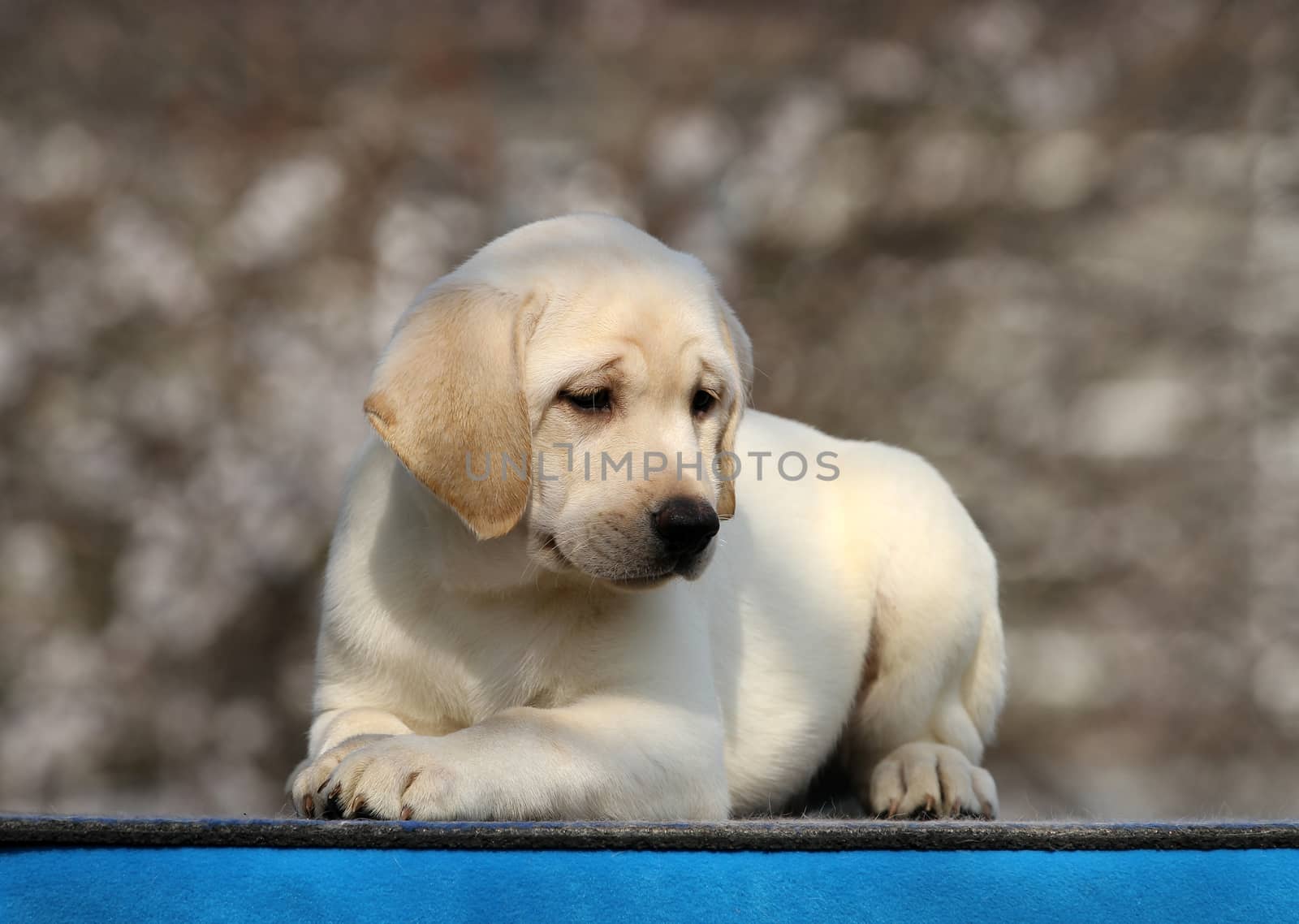 a little labrador puppy on a blue background