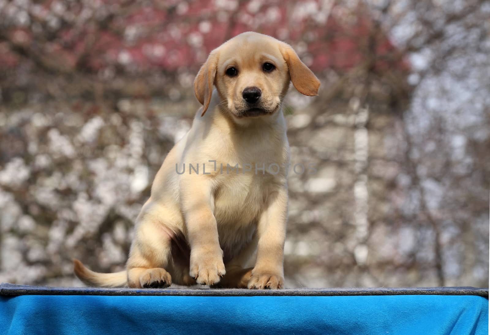 the sweet little labrador puppy on a blue background