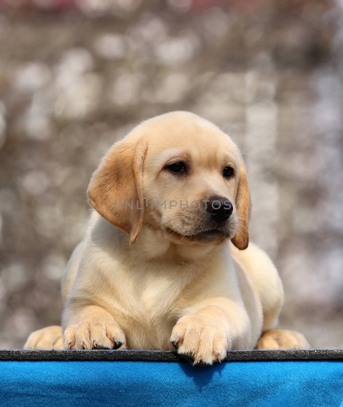 sweet little labrador puppy on a blue background