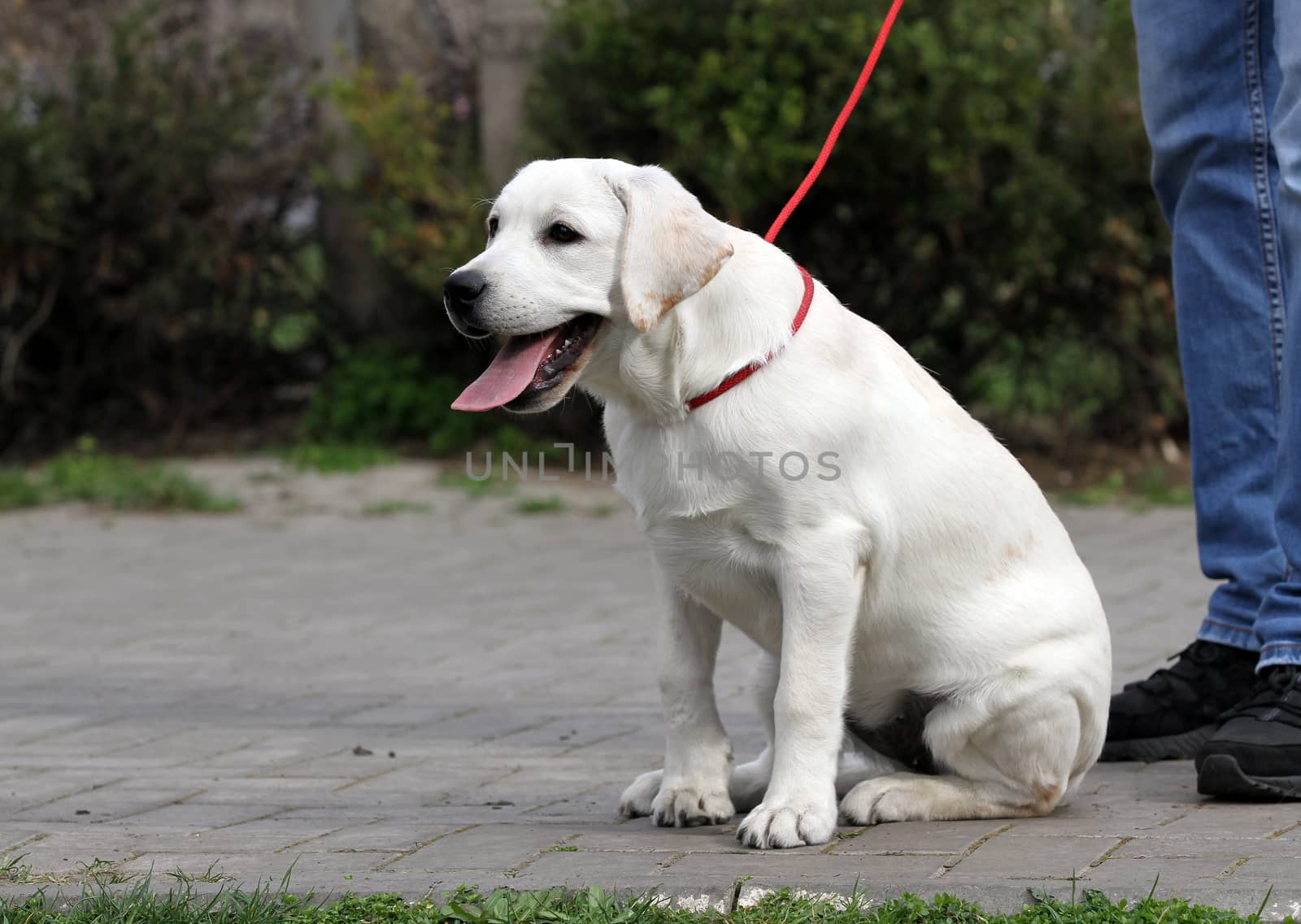 sweet yellow labrador playing in the park