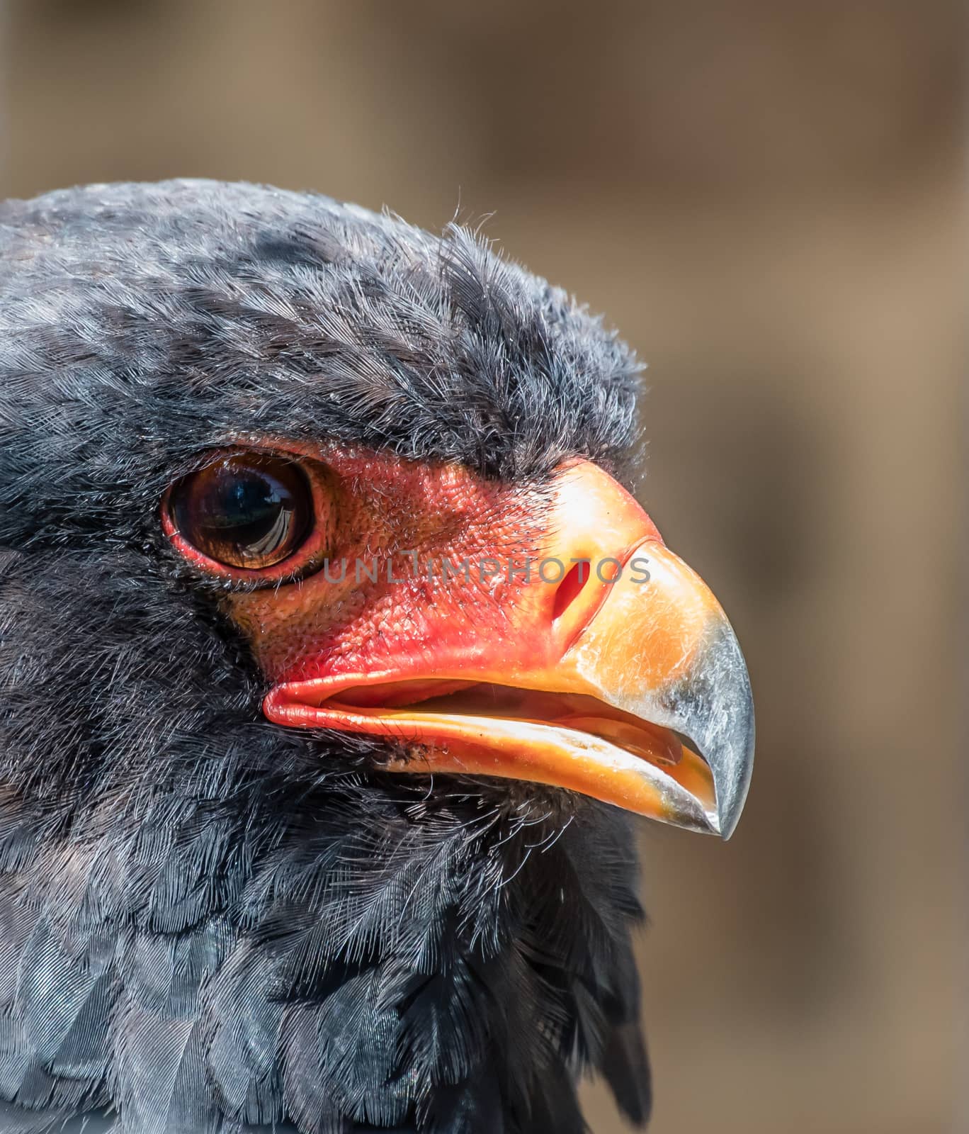 Close-up of the head and eye of a Savannah Bateleur