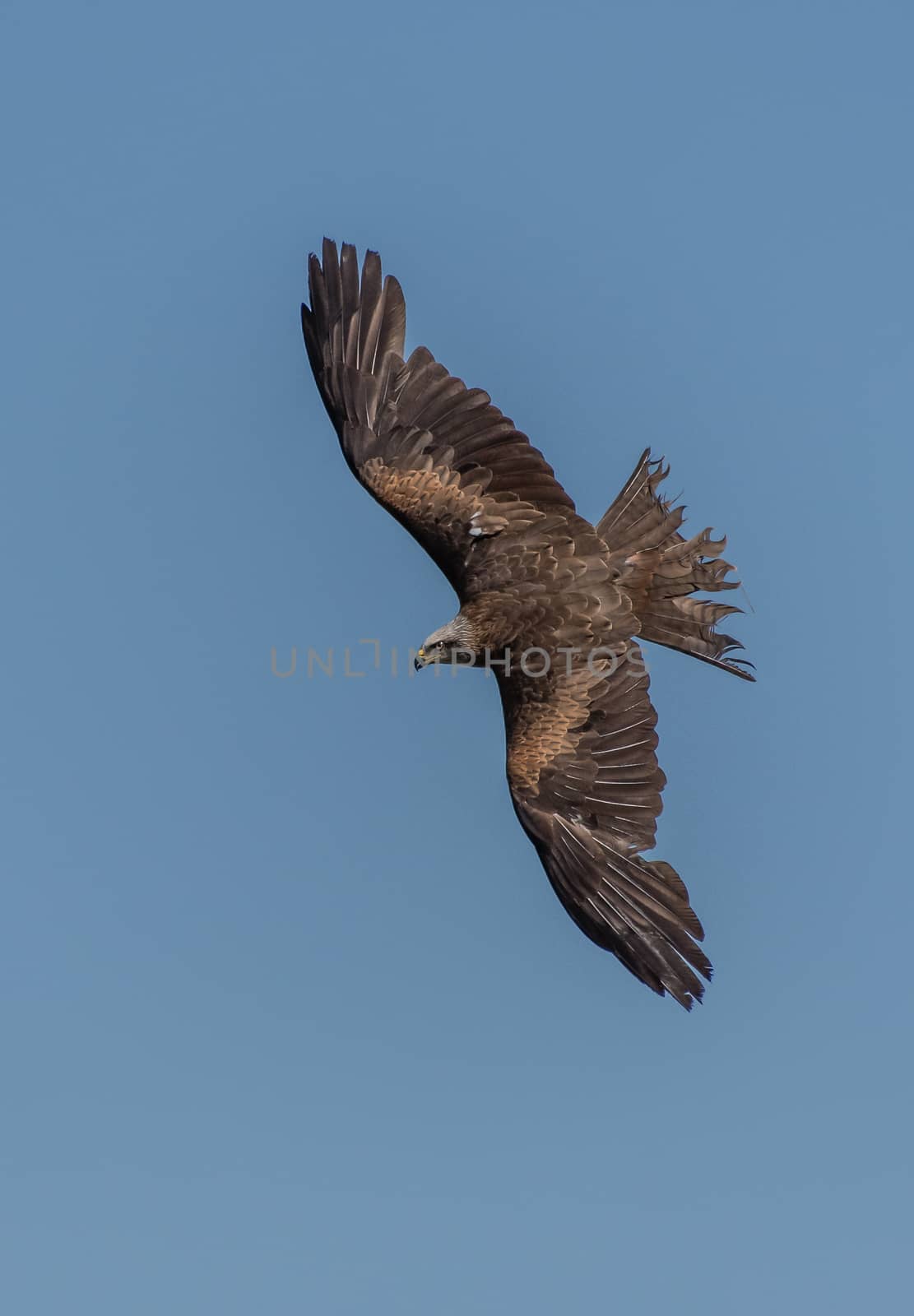 Black Kite in flight and depolyed wings by raphtong