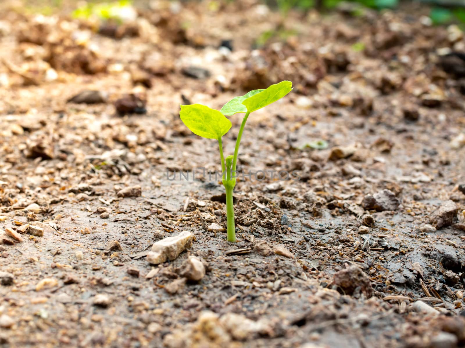 Small trees growing on the ground Of environmental concept.