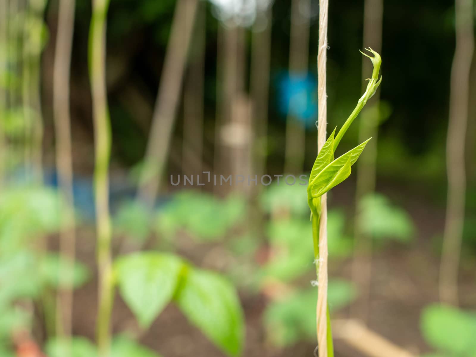 Abstract plant swirl green leaf on blure background. environment concept. Concept of environmental protection.