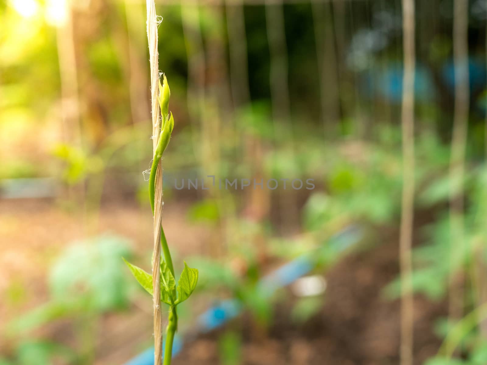 Abstract plant swirl green leaf on blure background. Concept of by Unimages2527