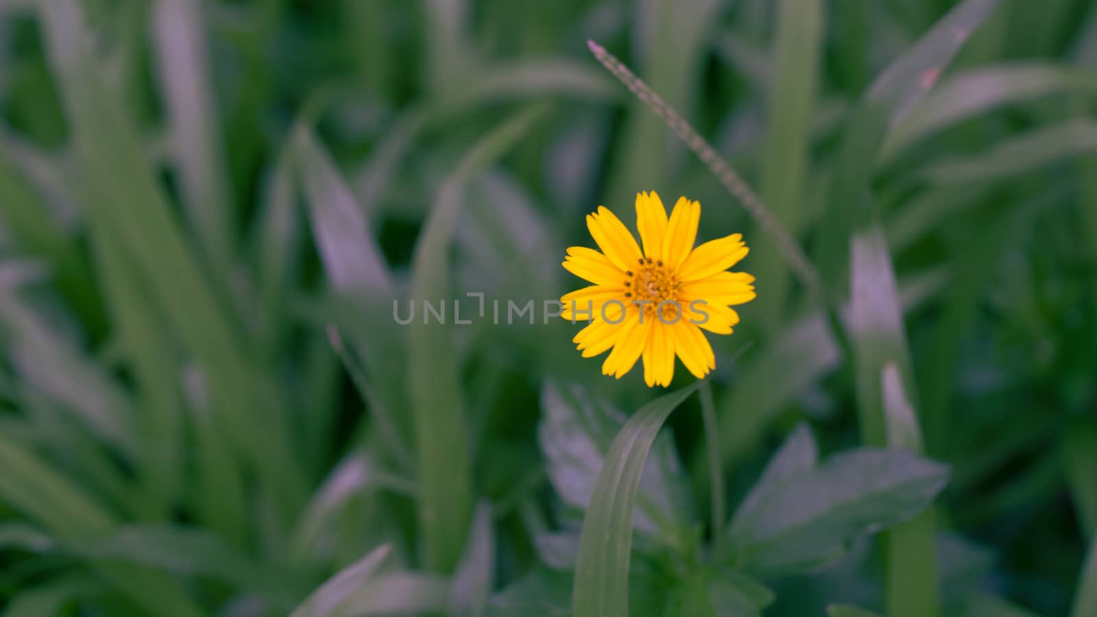 Small little yellow flower in the middle of a green meadow