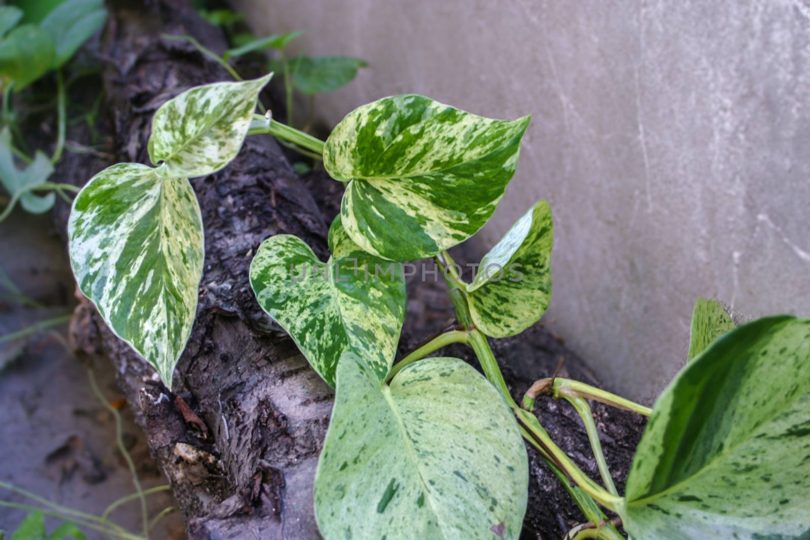 Beautiful natural green epipremnum aureum (scindapsus) liana. Perfect background with woods and tropical leaves. Foliage plant, jungle nature texture for tropical paradise advertising.