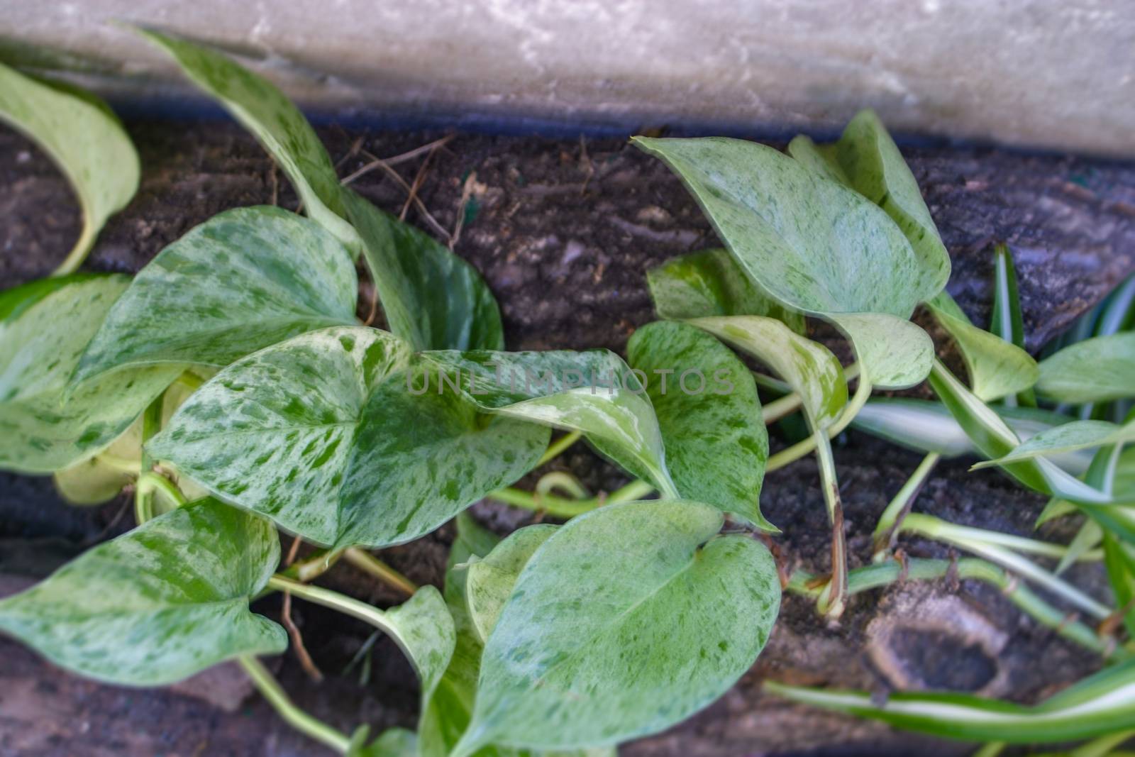 Beautiful natural green epipremnum aureum (scindapsus) liana. Perfect background with young green tropical leaves. Foliage plant, jungle nature texture for tropical paradise advertising. Copy space.