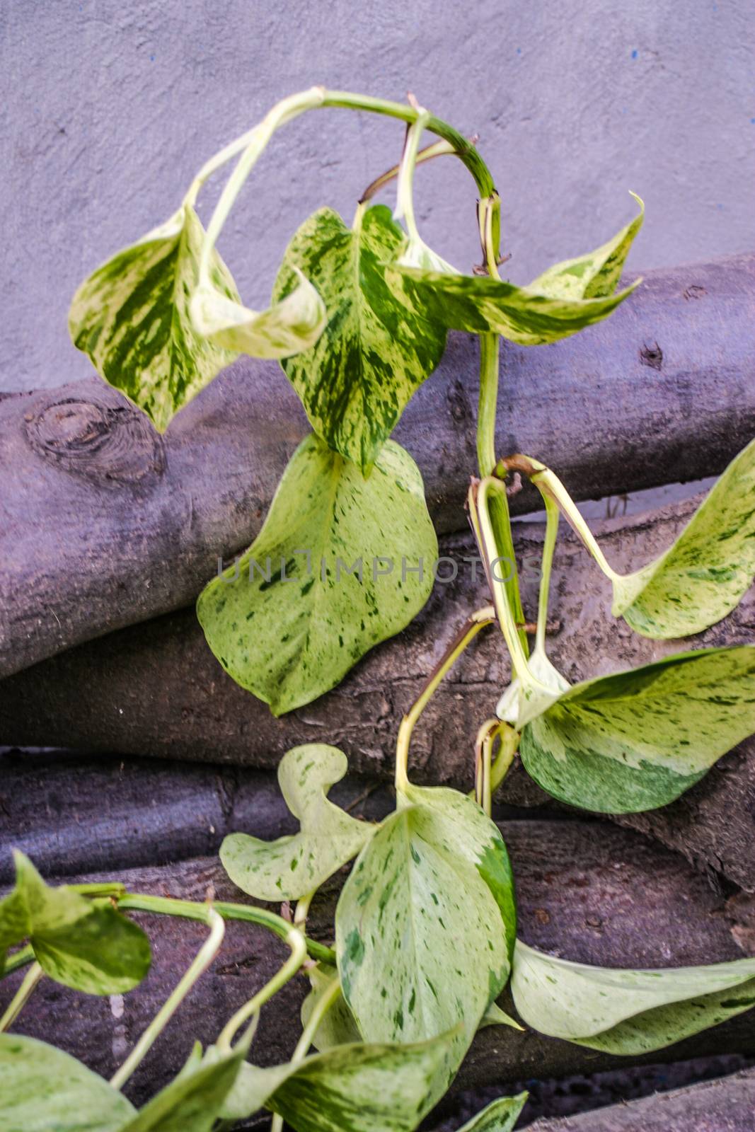 Golden pothos,scindapsus aureus,magnoliophyta,marble queen, silver vine, devil's lvy./Popular ornamental shrubs housing.On woods outdoors.