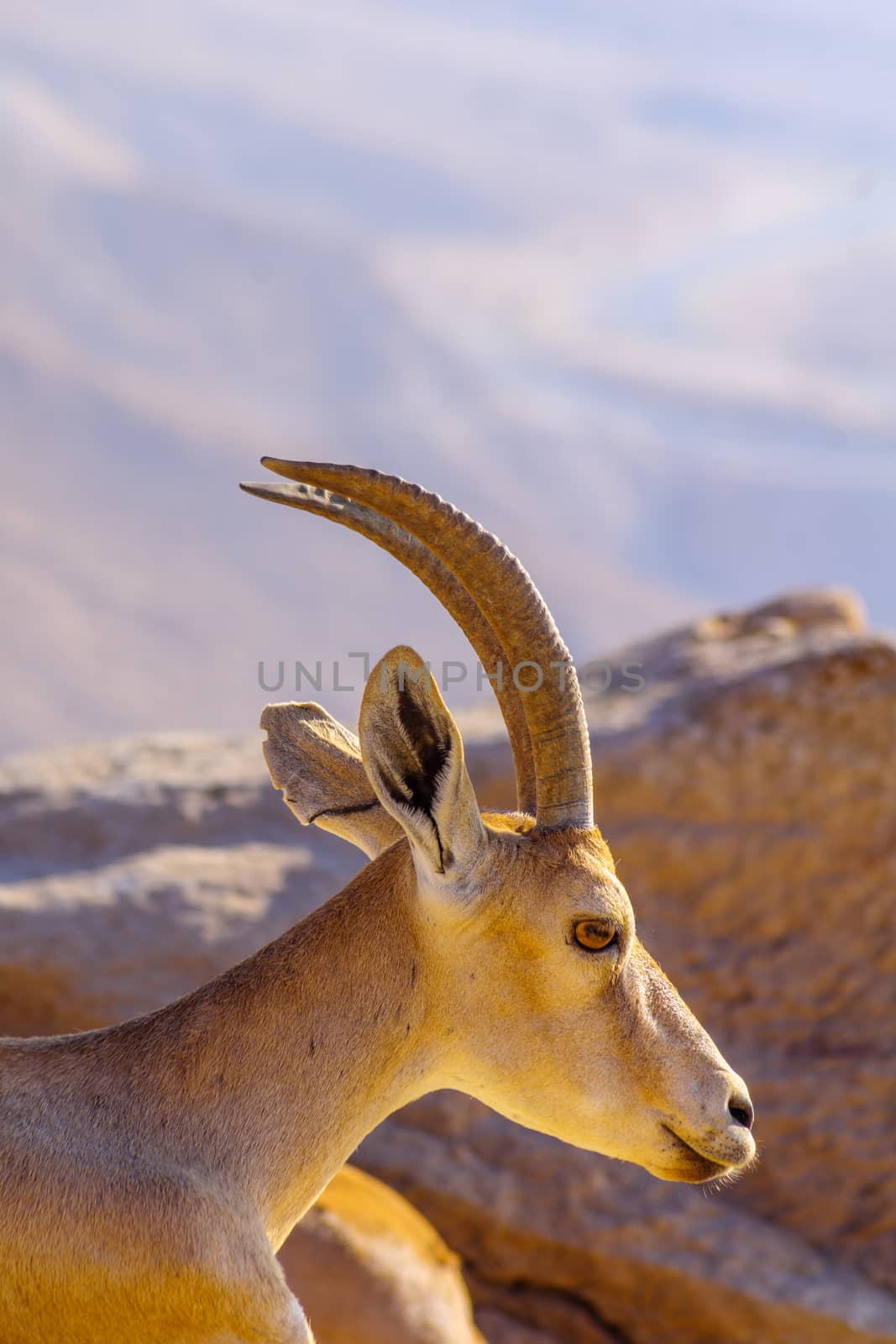 Nubian Ibex on the cliffs of Makhtesh (crater) Ramon by RnDmS