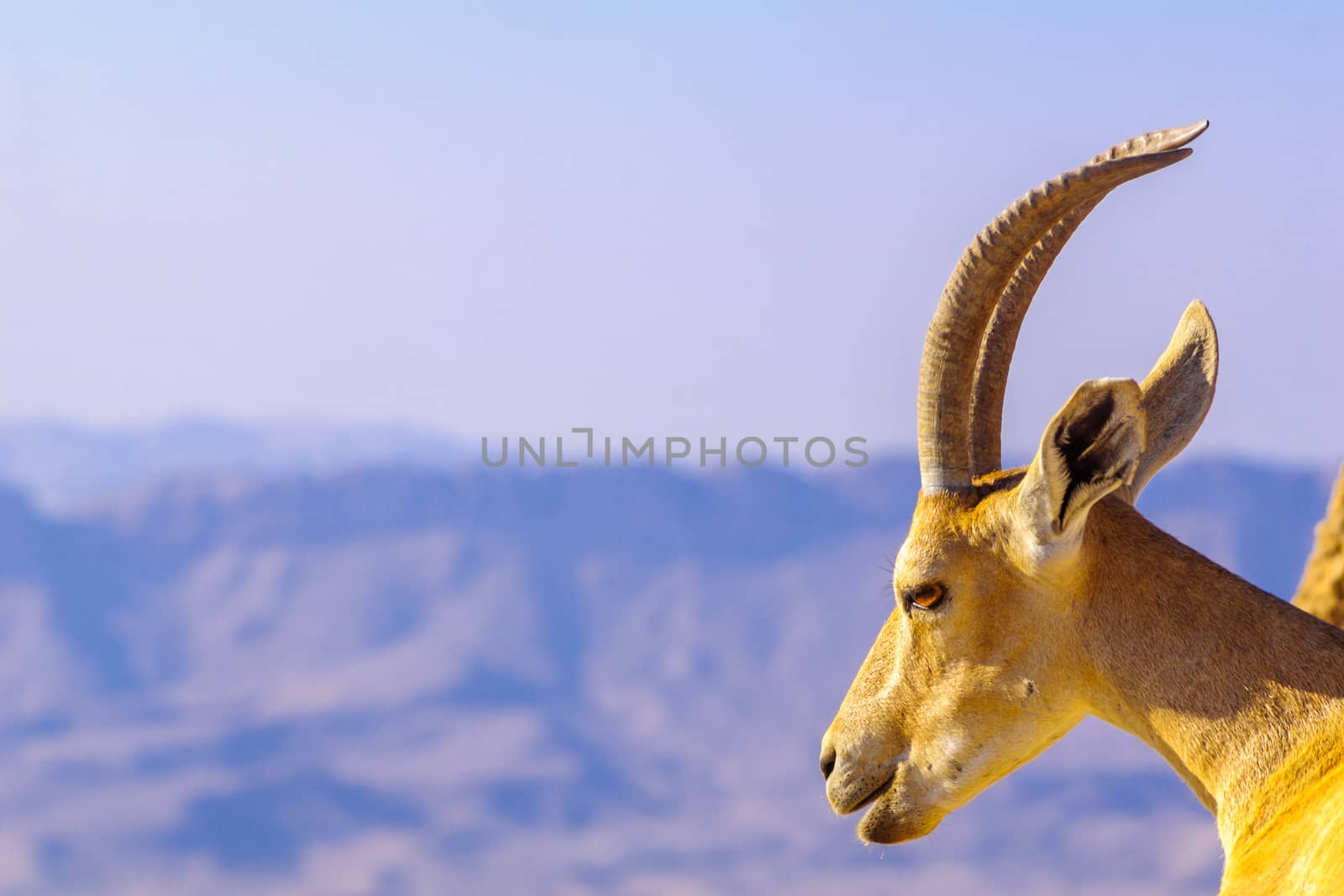 View of a Nubian Ibex on the cliffs of Makhtesh (crater) Ramon, the Negev Desert, Southern Israel