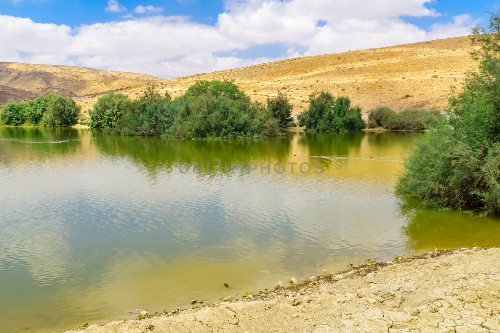 View of Yeruham Park and Lake, a manmade lake in the middle of the Negev Desert, Southern Israel