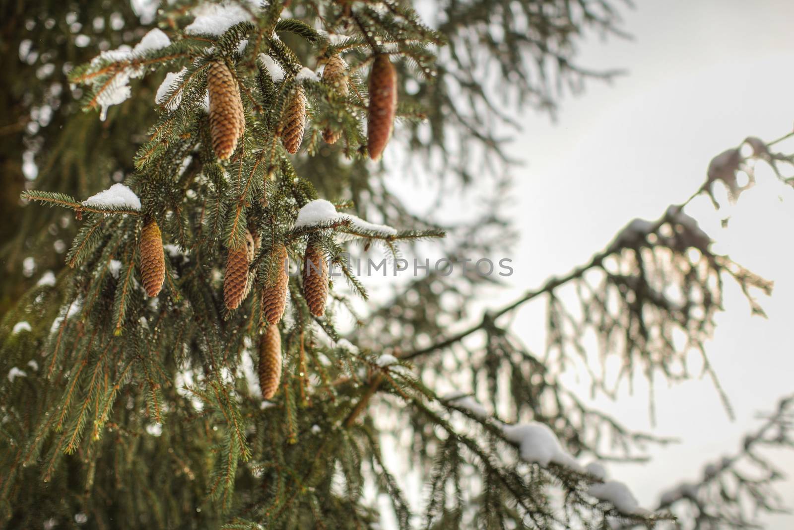 Snow melting on pines branches with coniferous cones