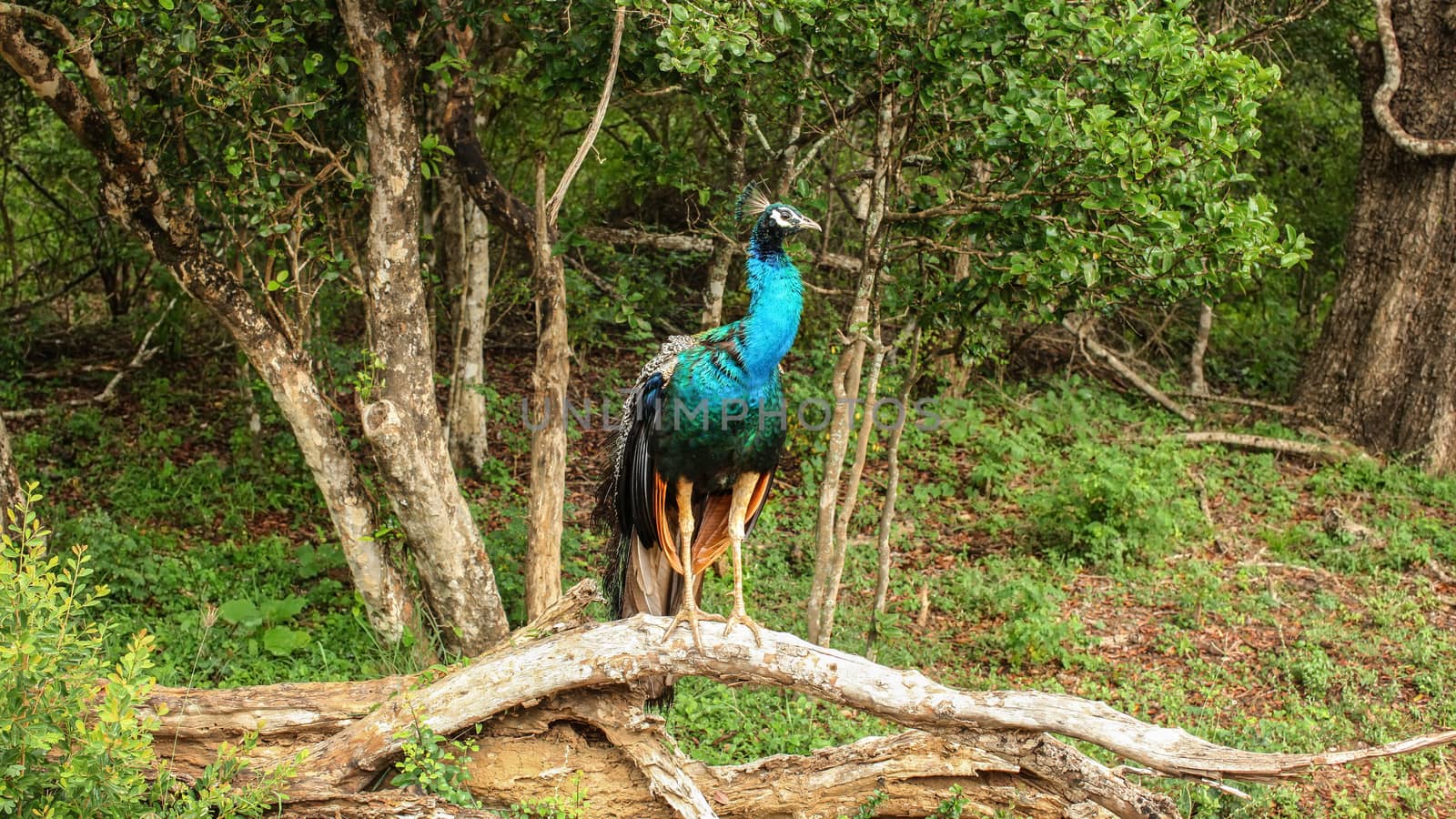 Indian blue peafowl (Pavo cristatus) sitting on a tree branch. Yala National Park, Sri Lanka