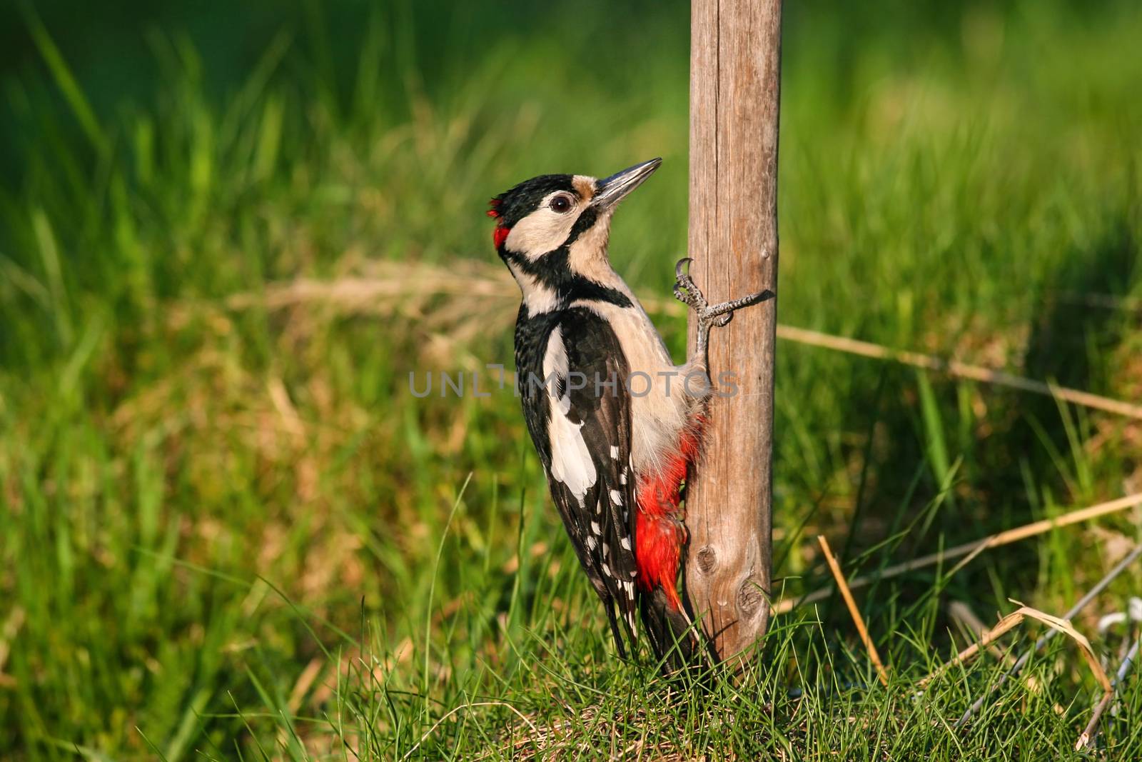 Great spotted woodpecker (Dendrocopos major) at wooden pole close to grass ground.