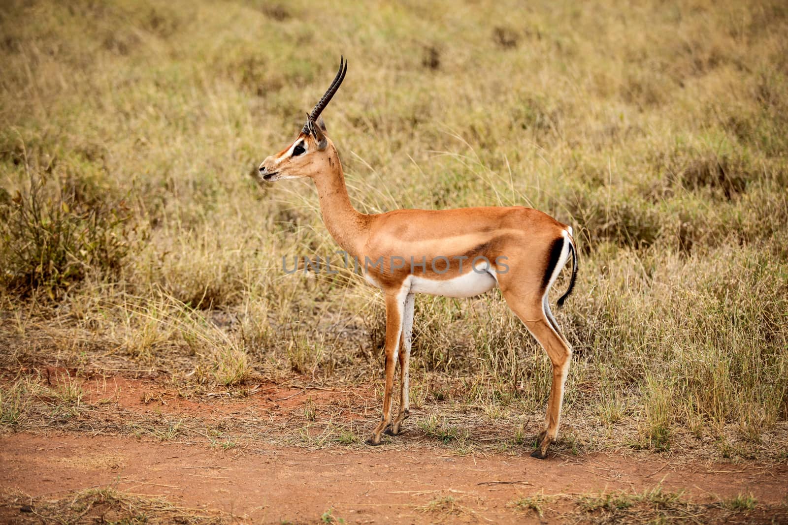 Grant's gazelle (Nanger granti) side view. Tsavo East National P by Ivanko