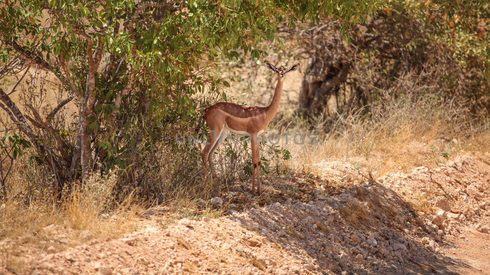 Gerenuk - giraffe gazelle (Litocranius walleri) standing in the tree shade. Tsavo East national park, Kenya