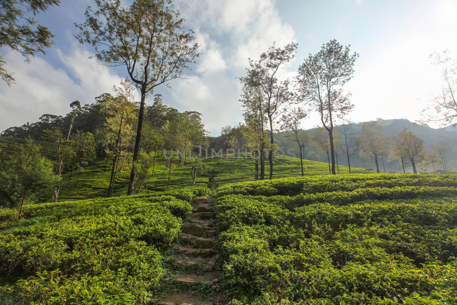 Green tea gardens plantations covered in morning sunlight. Kandy, Sri Lanka