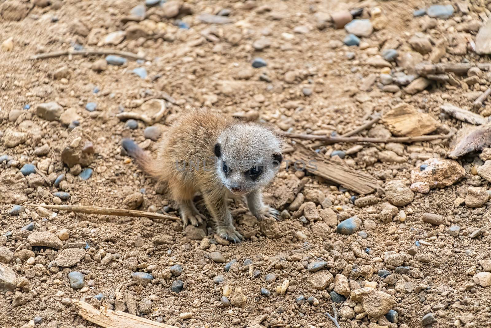 A single baby meerkat pup investigating the area