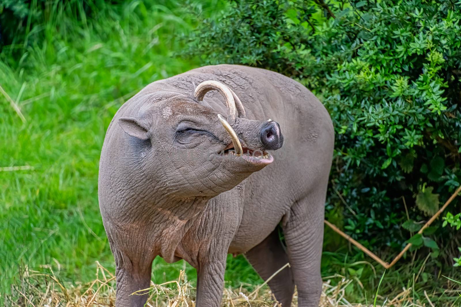 Babirusa -  means pig deer after their unusual appearance!