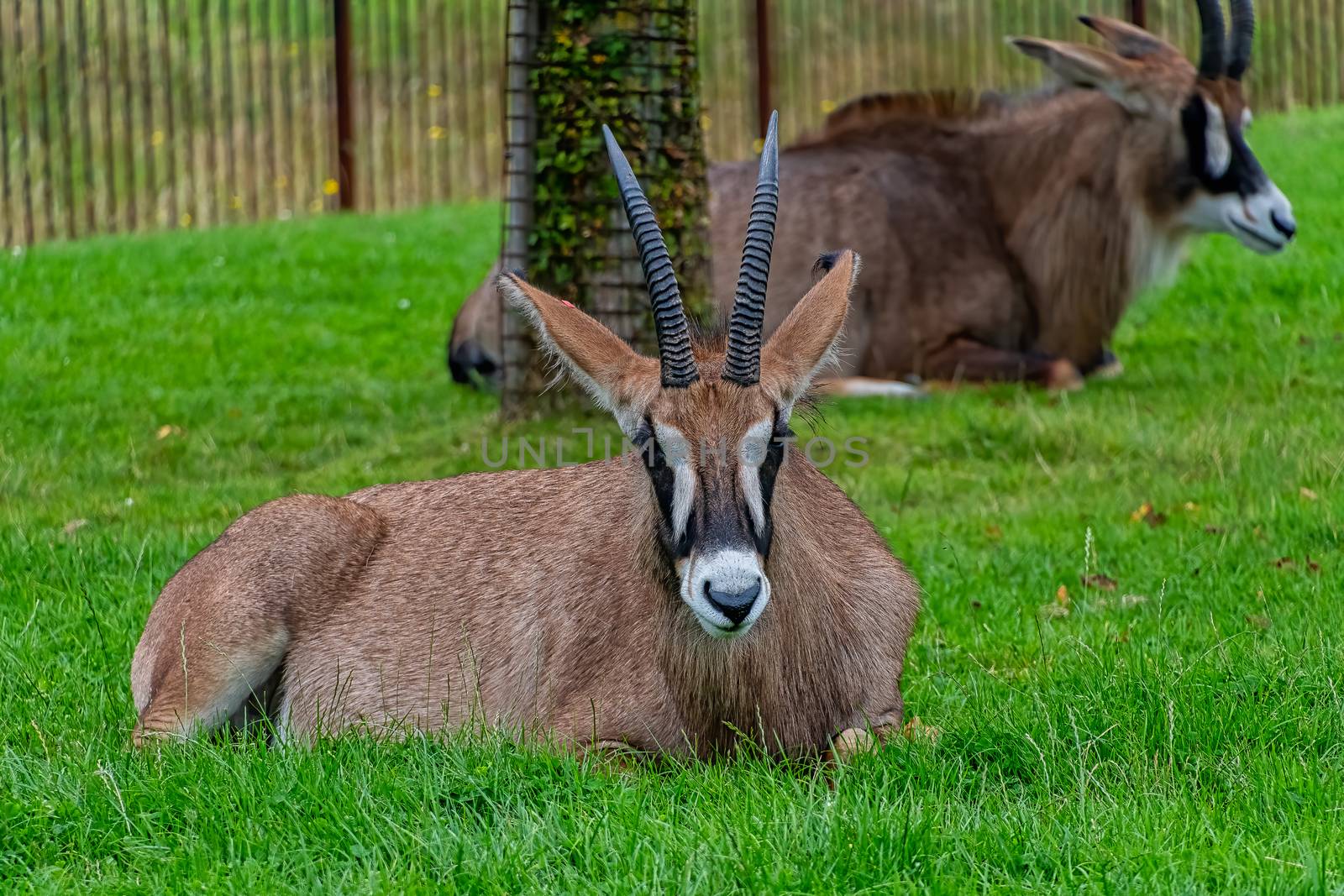Roan Antelope laying down on some grass