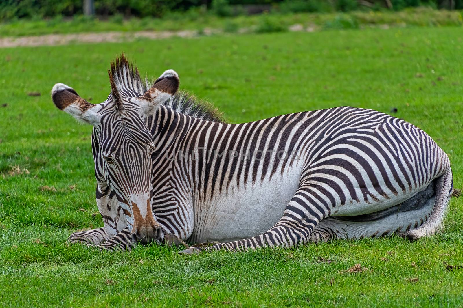 Zebra laying down by Russell102