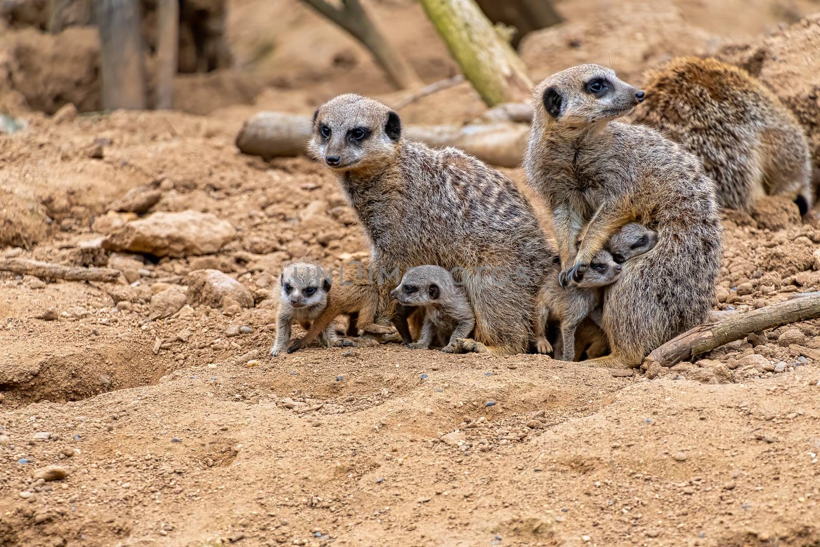 A pair of Meerkats with their baby pups