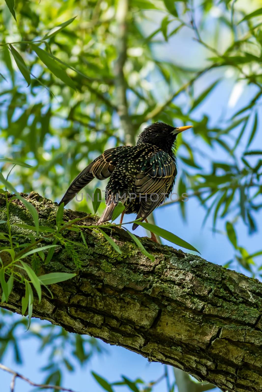 European starling by Digoarpi