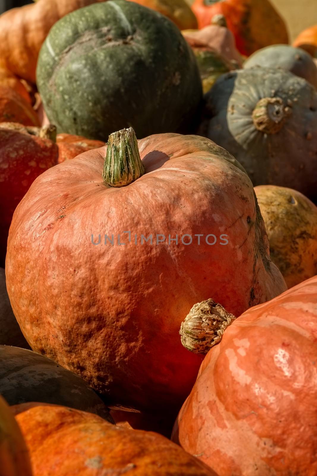 Big pumpkins in a market of Austria by Digoarpi