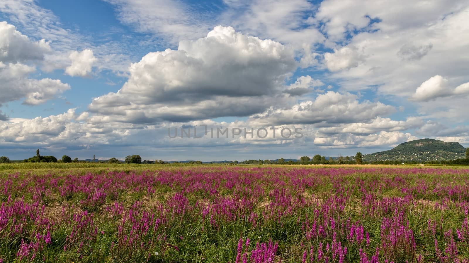 Purple wild marsh flowers by Digoarpi