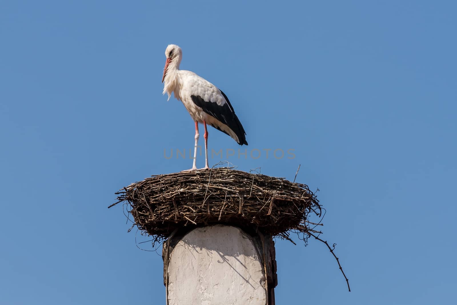 White stork by Digoarpi