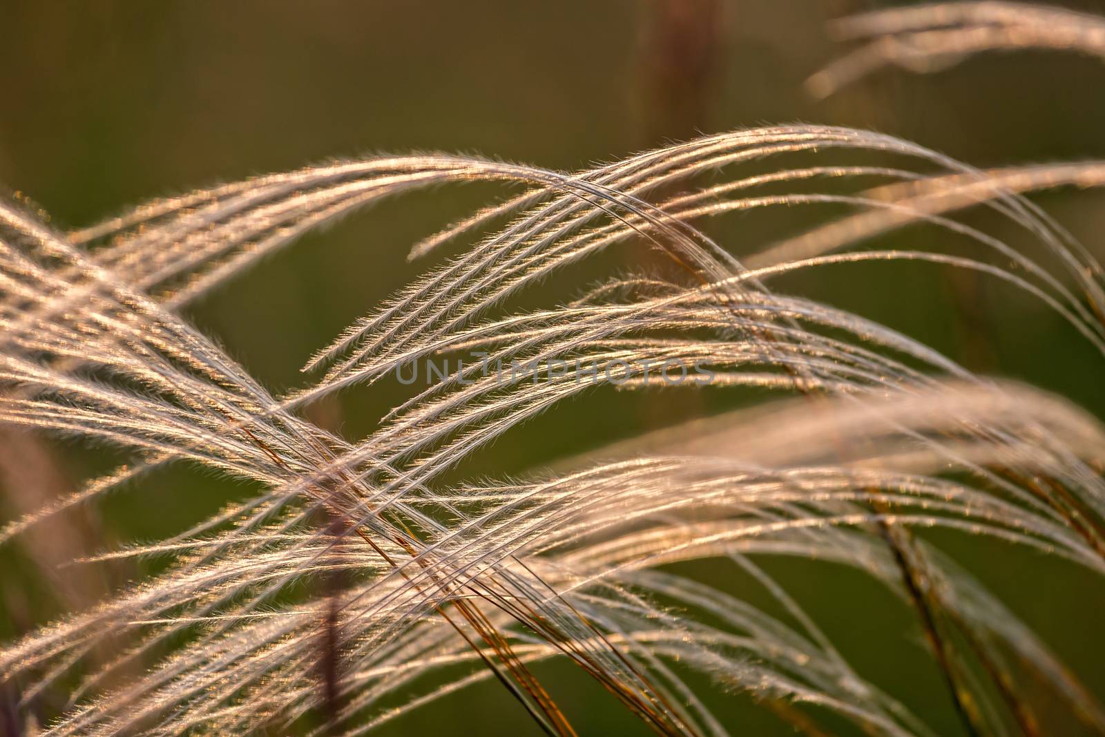 Close up of the stipa plant in the wonderful sunset light by Digoarpi