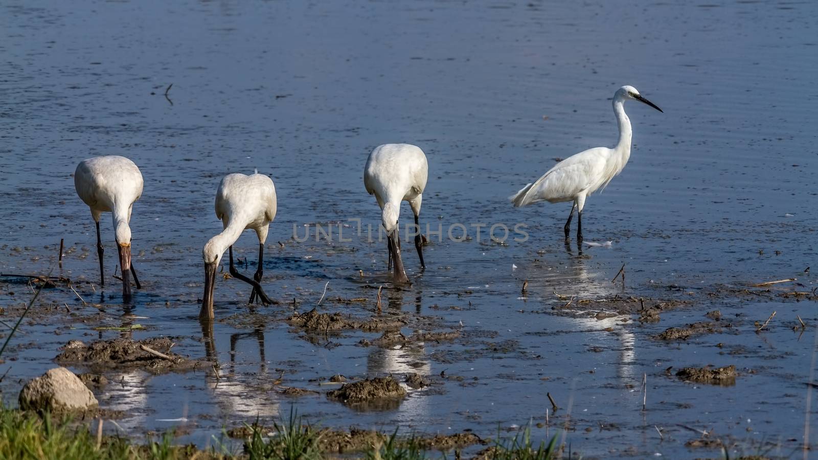 Group of spoonbill birds by Digoarpi