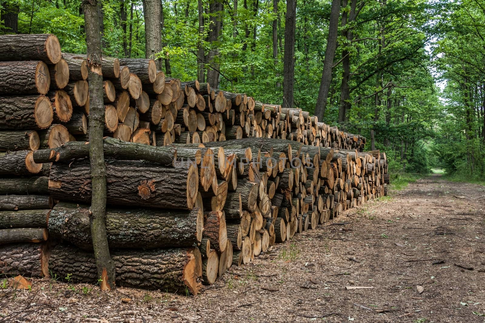 Big pile of wood in the forest by Digoarpi