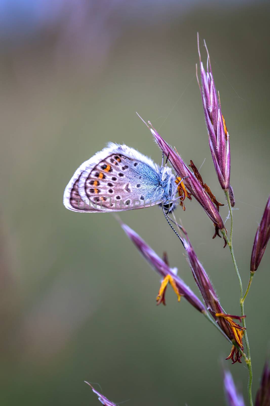 Close up of a beautiful butterfly (Common Blue,Polyommatus icaru by Digoarpi