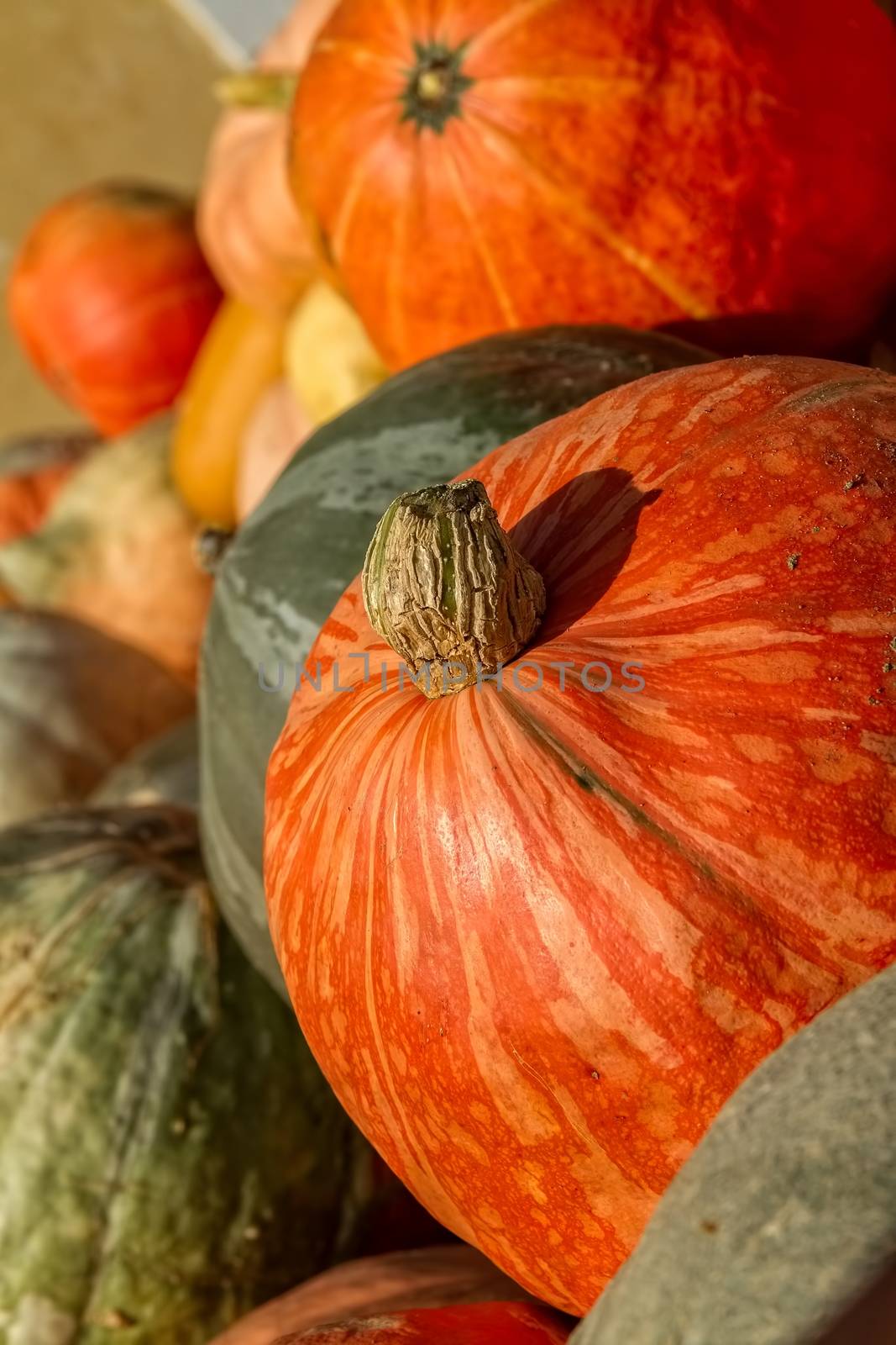 Big pumpkins by Digoarpi