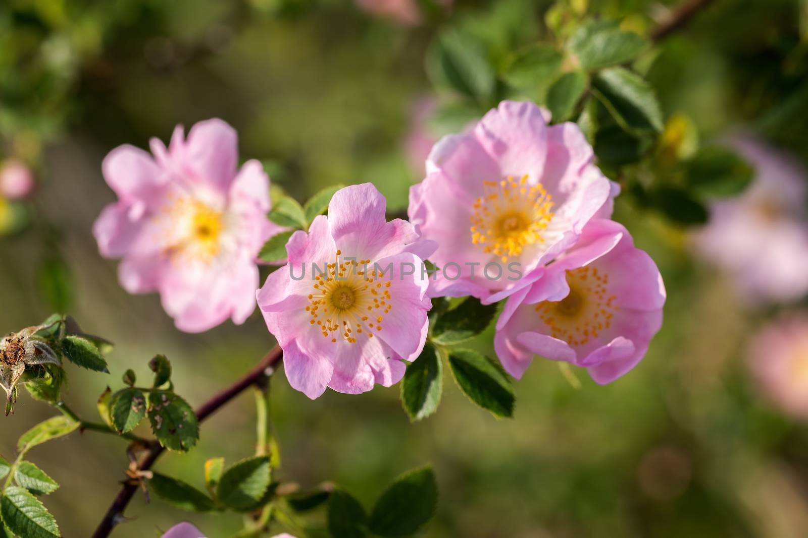 Beautiful blooming wild rose bush (dog rose, Rosa canina) by Digoarpi
