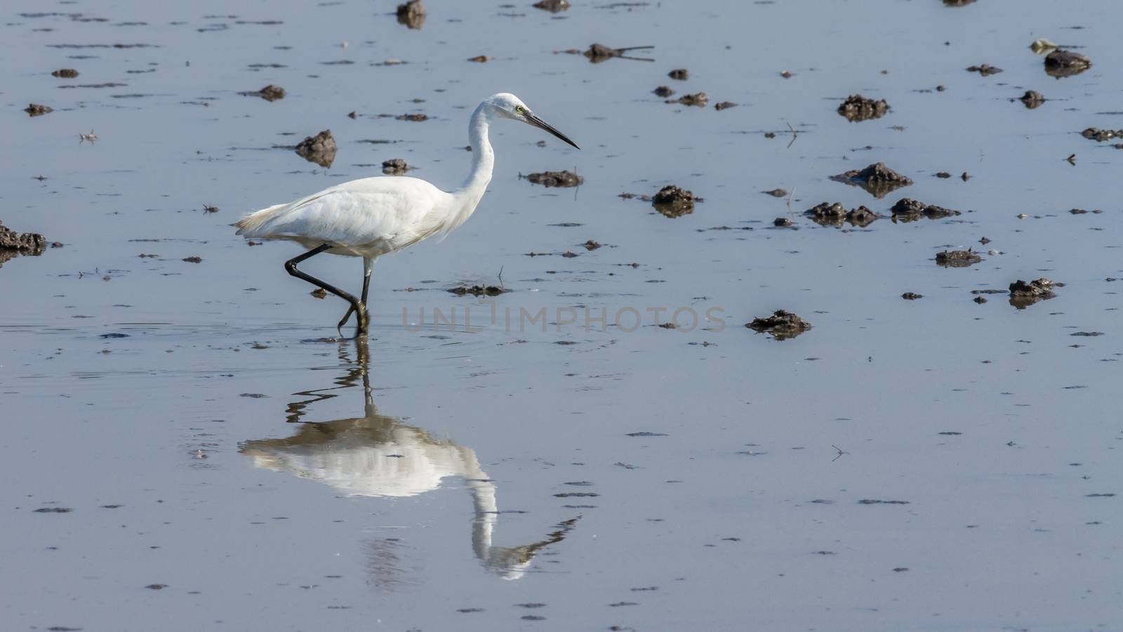 Little egret bird looking for food by Digoarpi