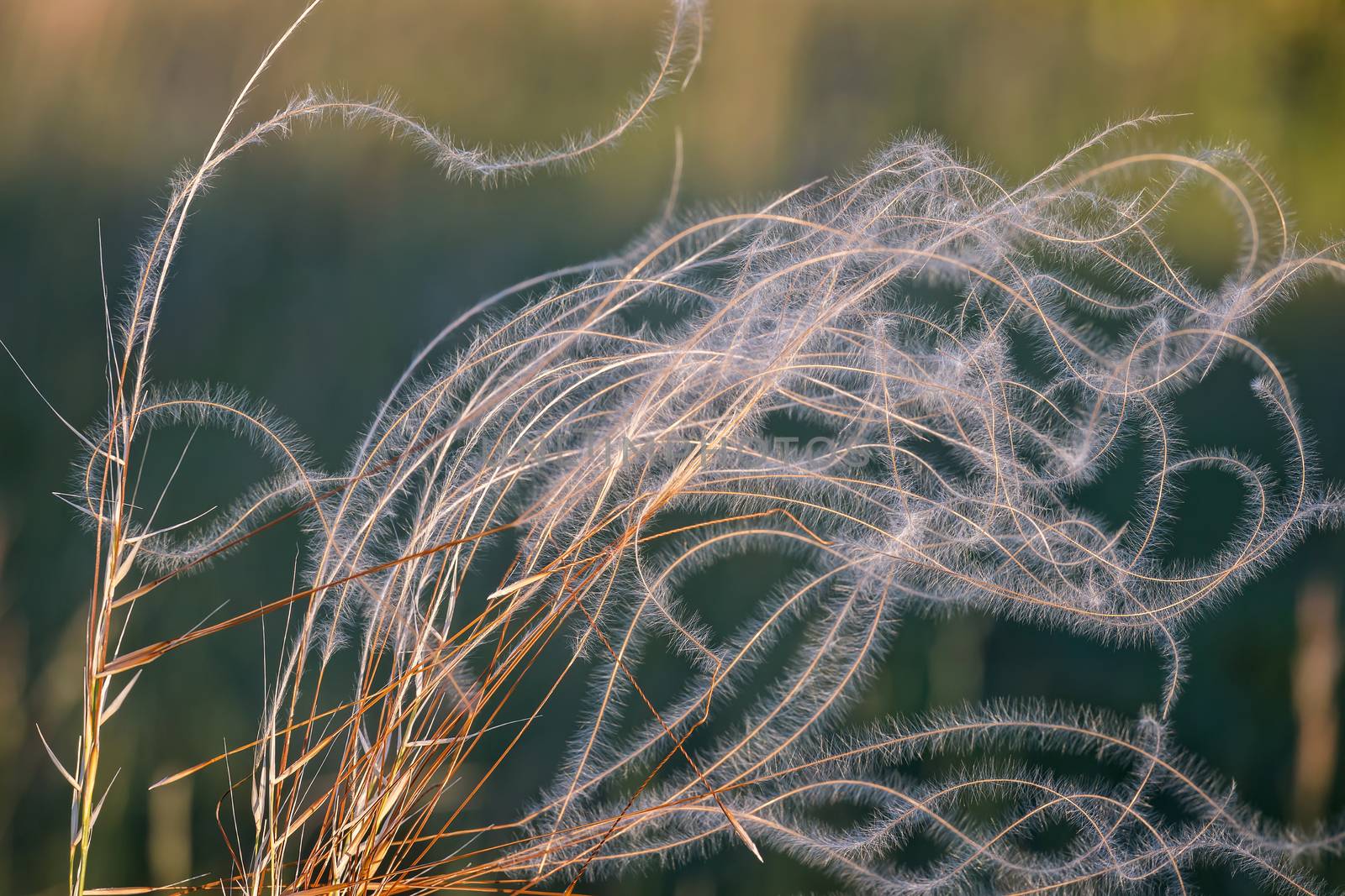 Close up of the stipa plant in the wonderful sunset light by Digoarpi