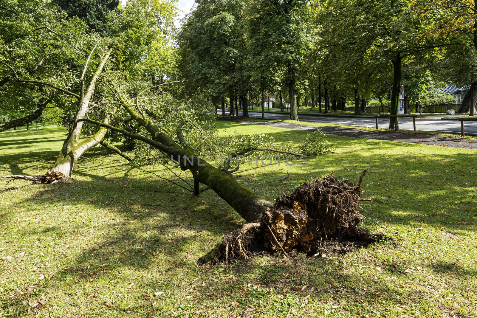 Graz, Austria. August, 2020. A fallen tree in the park 