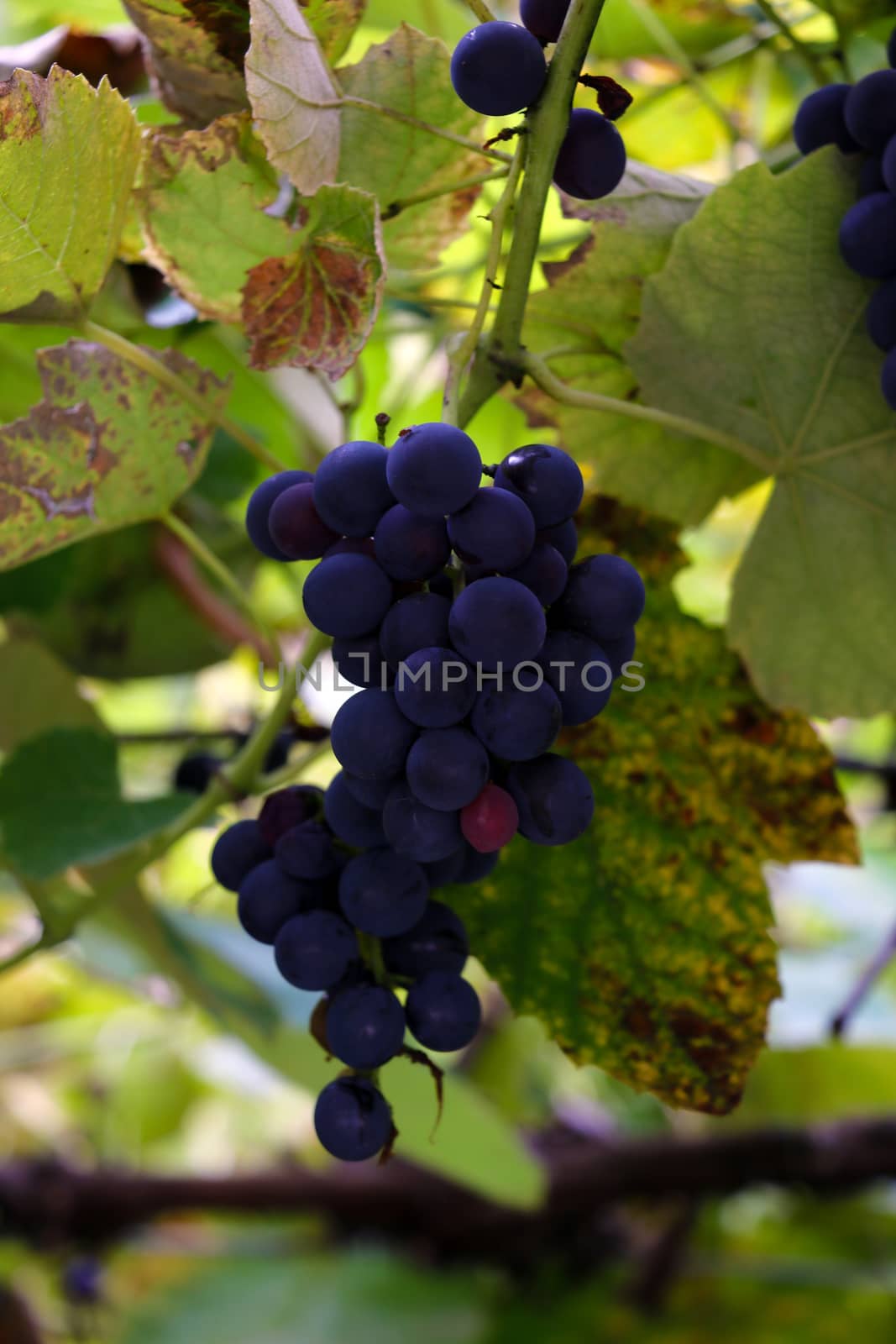 Branch of blue grapes with green leaves close-up
