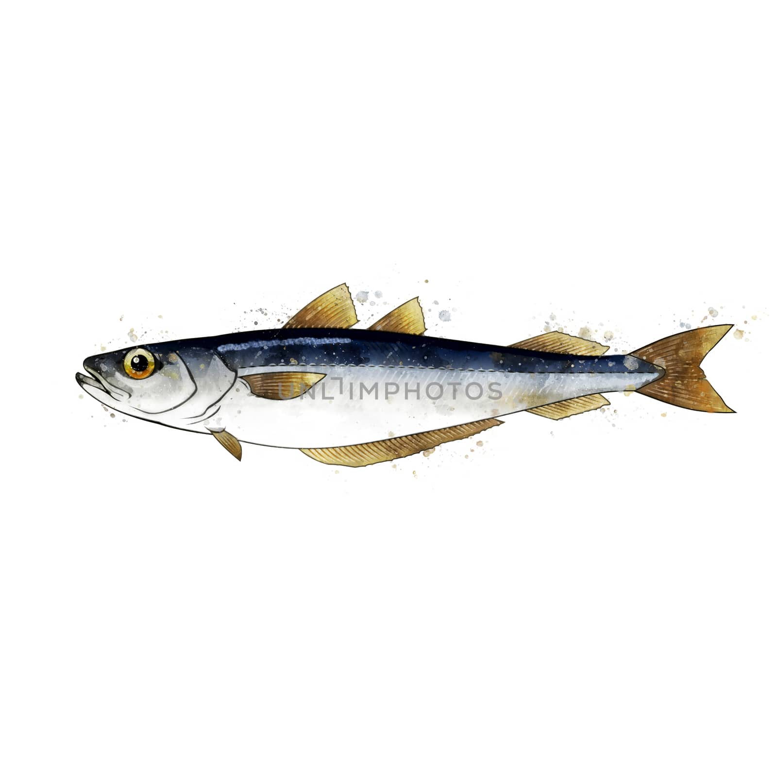 Blue Witing, watercolor isolated illustration of a fish. by ConceptCafe