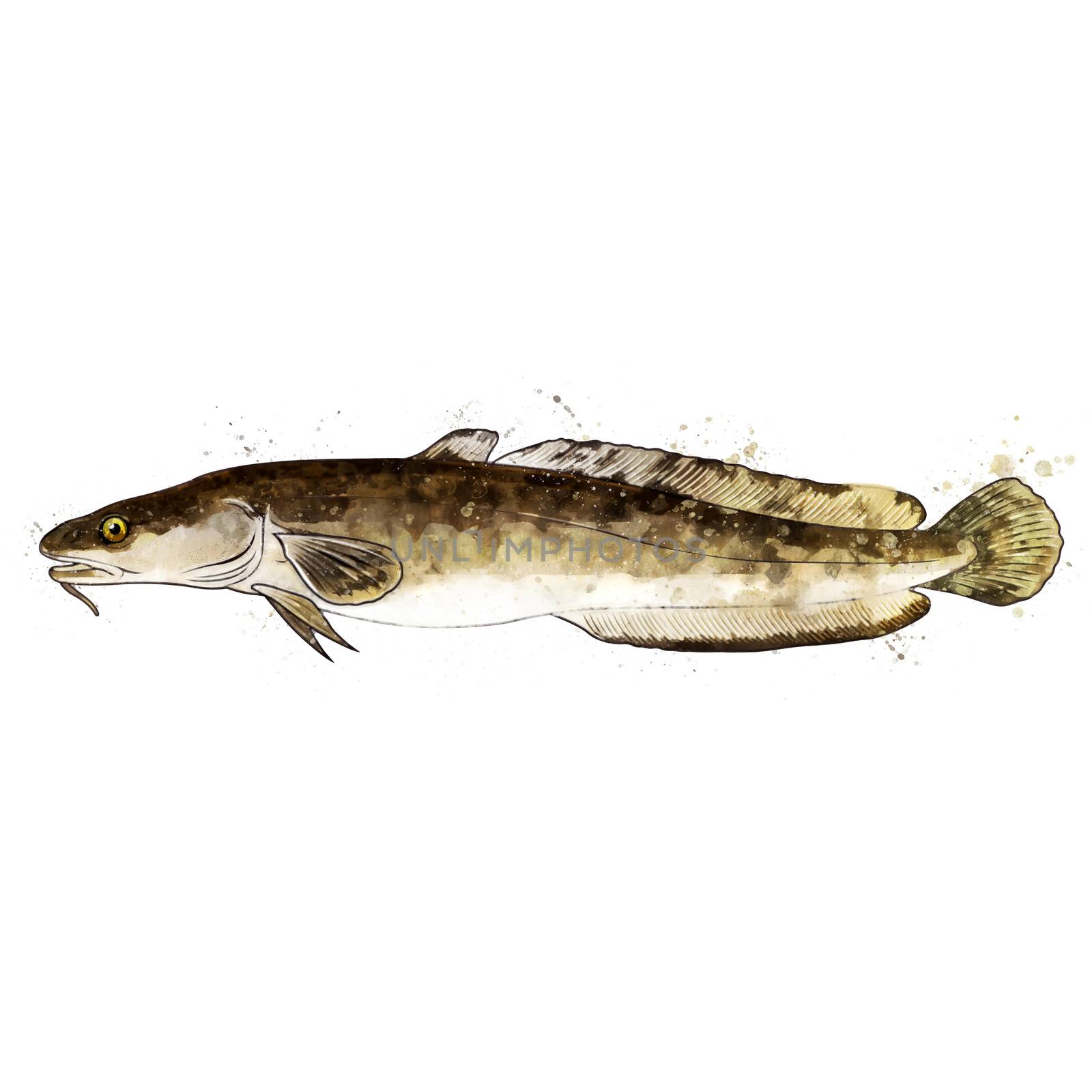 Burbot, isolated raster illustration in watercolor style on a white background.