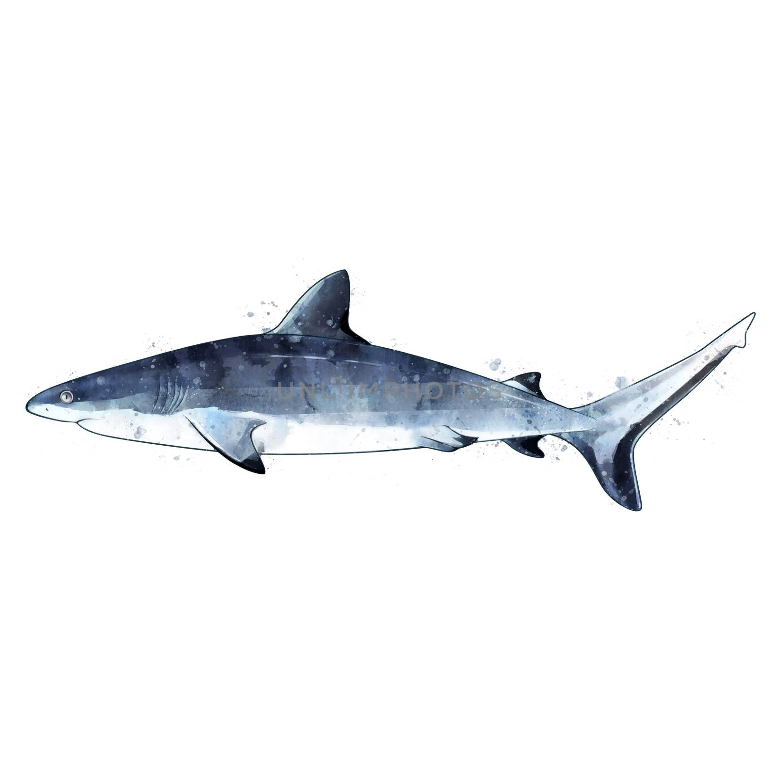 Gray Shark, isolated raster illustration in watercolor style on a white background.