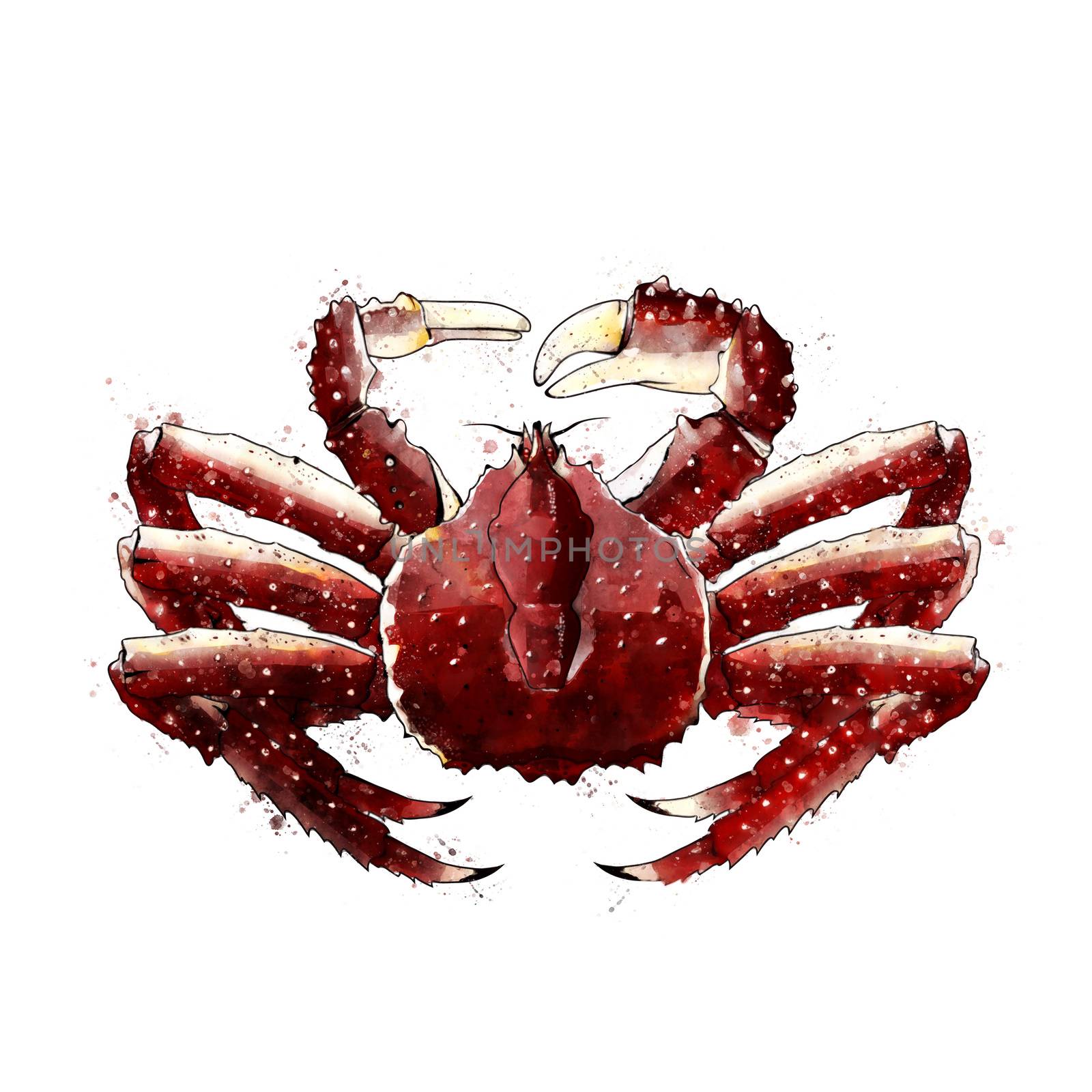 King Crab, isolated raster illustration in watercolor style on a white background.