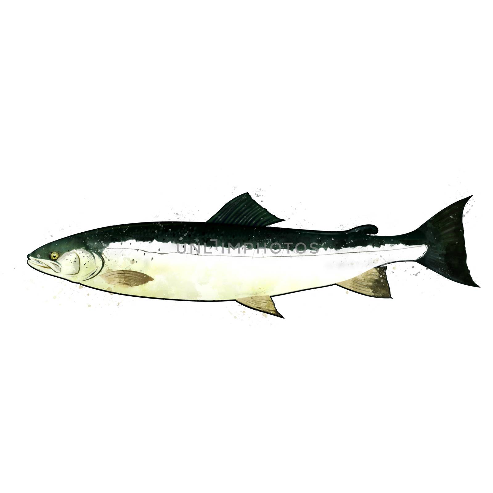 Salmon, isolated raster illustration in watercolor style on a white background.