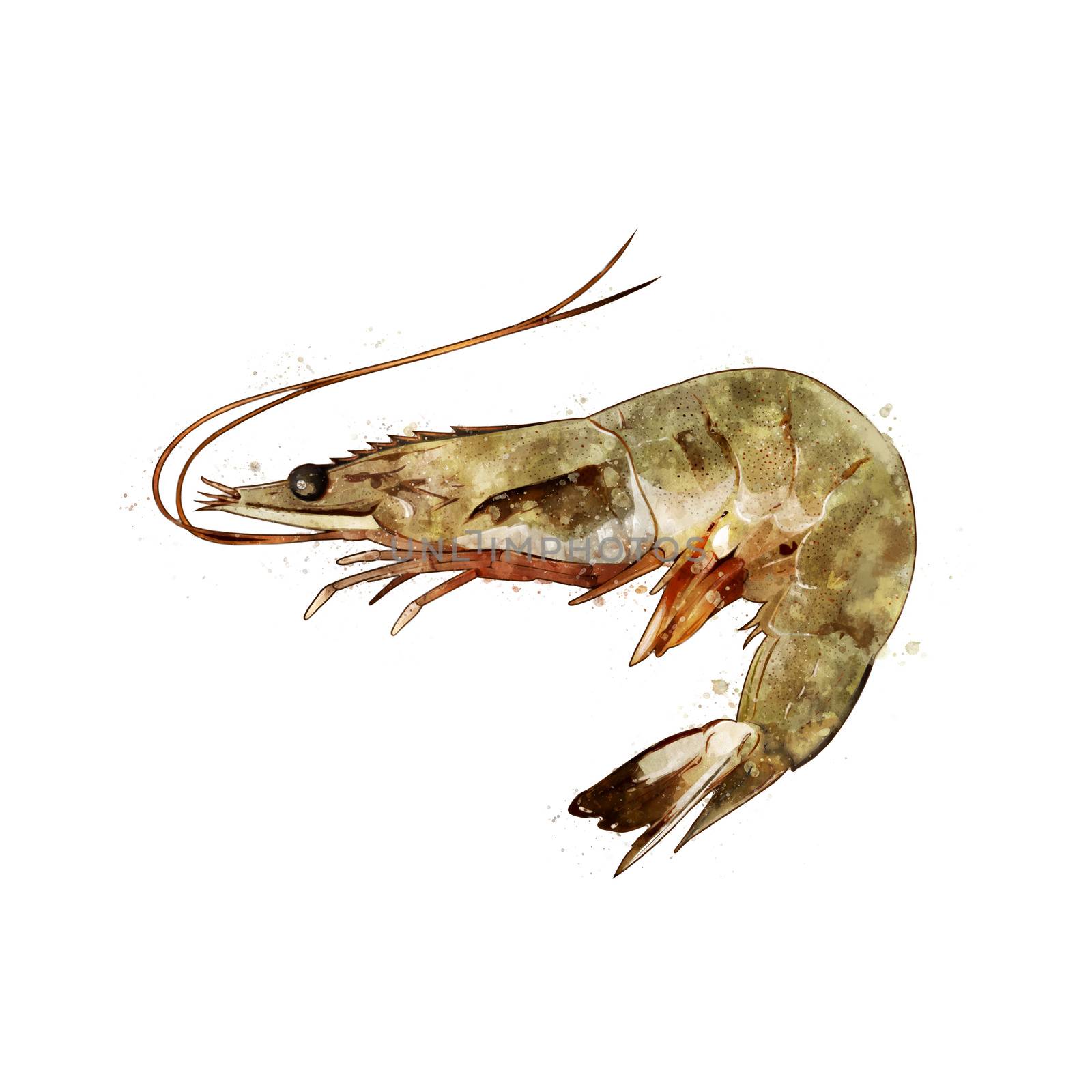 Shrimp, watercolor isolated illustration of a crustacean. by ConceptCafe