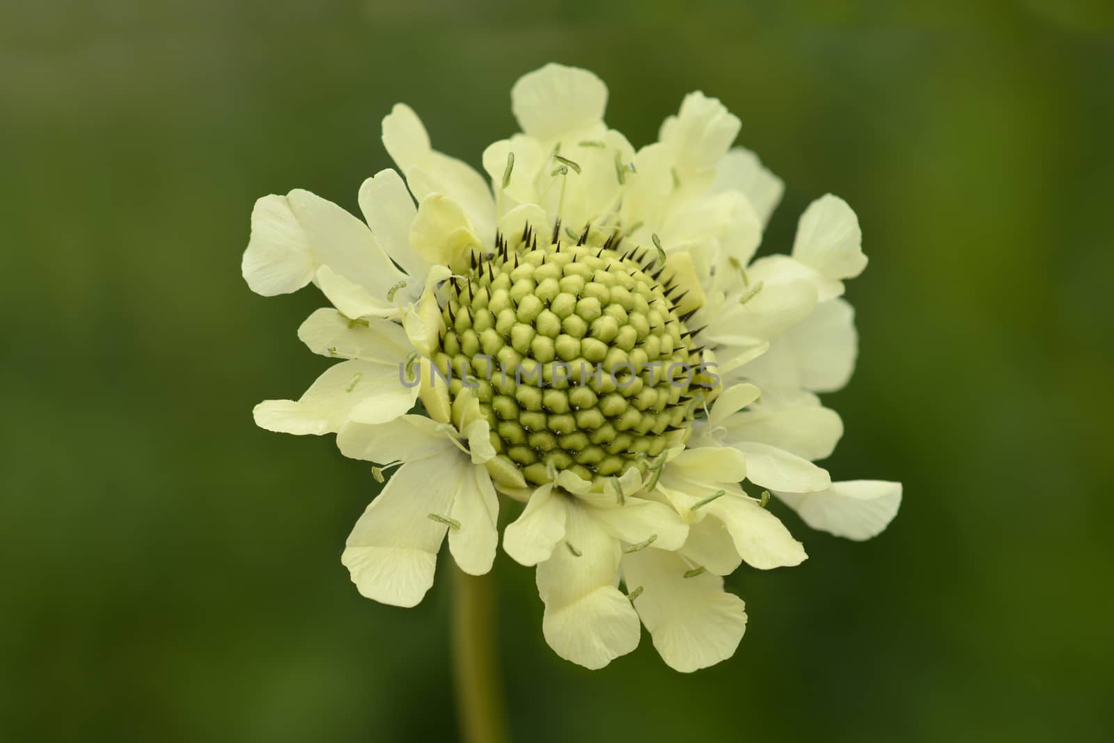 Giant scabious by nahhan