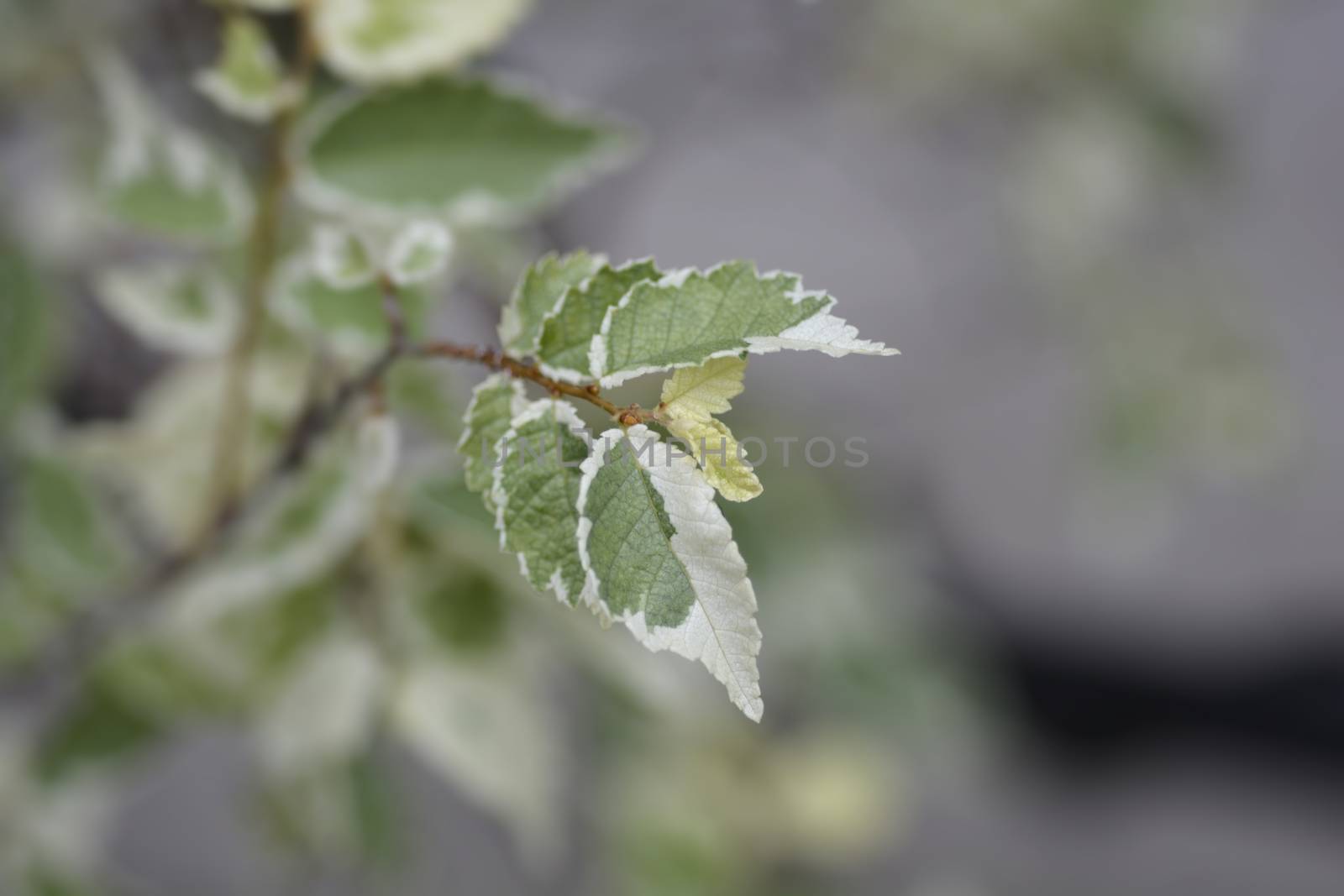 Small-leaved elm Silvery Gem branch - Latin name - Ulmus minor Silvery Gem